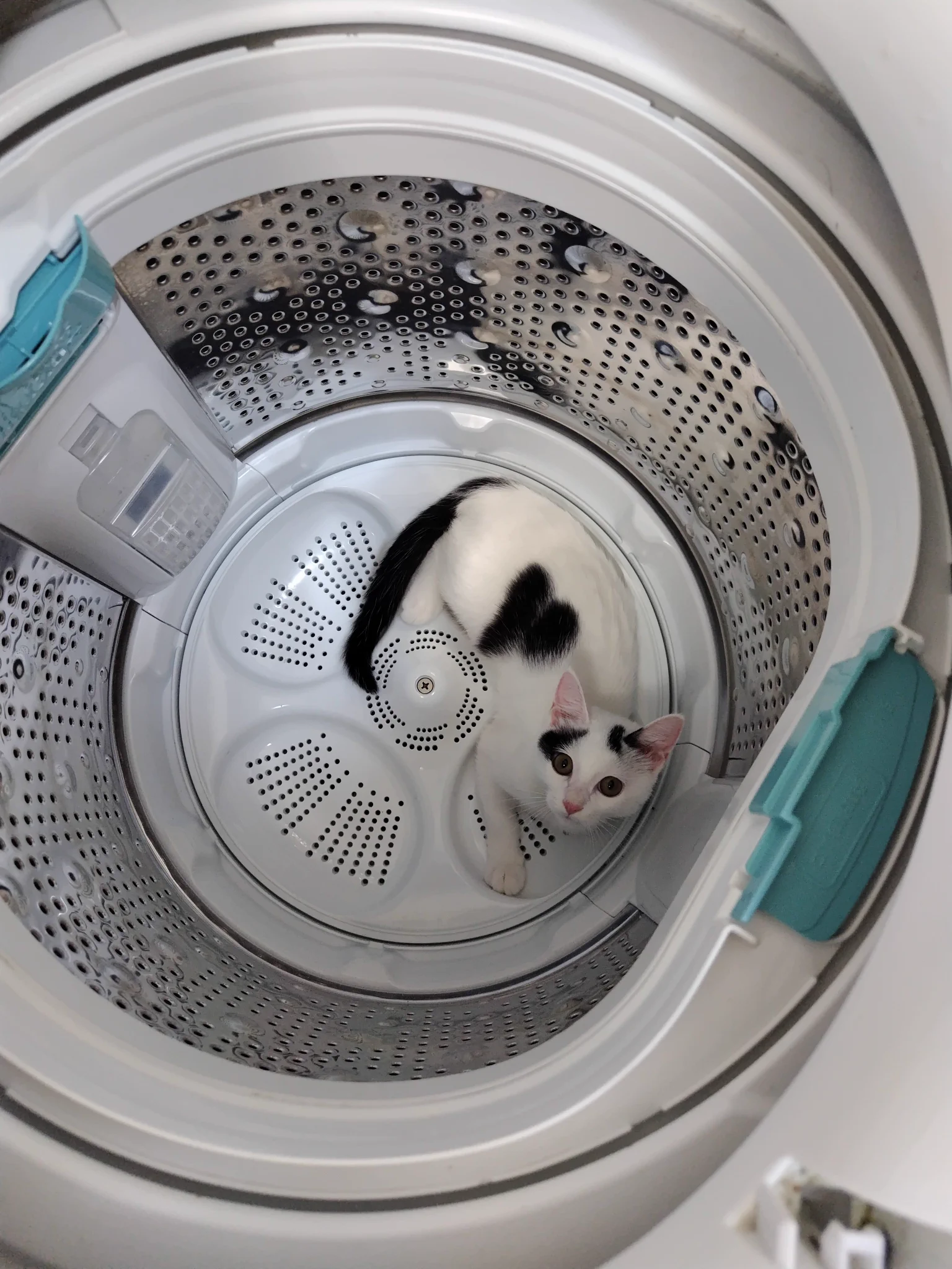 洗濯機 花まるこ 六花チヨ в X: „まめこが来て95日目 まめこが洗濯機の中でくつろいで
