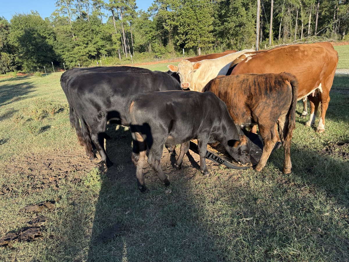 JohnMorgan64's tweet photo. Good morning all from my little farm in Georgia https://t.co/hCWtyDR5Nz