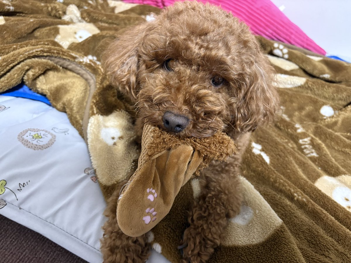 irijomom's tweet photo. 毛むくじゃら https://t.co/dlb2lU2V91