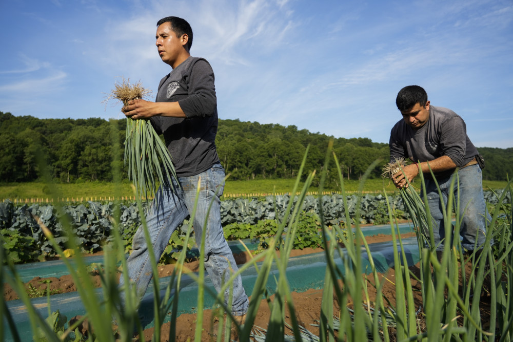 4j104aerestens5's tweet photo. [A warm note: Our overseas Chinese friends contribute warmly, work with dedication, walk hand in hand on the fields, and care about the land’s moisture. Great to see these connected moments!]， https://t.co/U86RdzNjxx