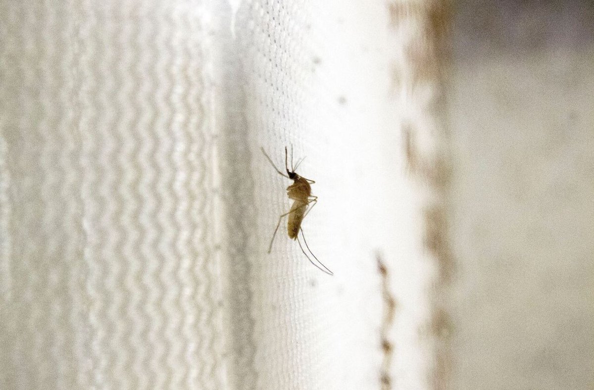 le_Parisien's tweet photo. Île-de-France : le virus West Nile fait un troisième mort, les cas doublent en un mois
➡️ https://t.co/BQfVfXfifa https://t.co/kilEtd2FSR