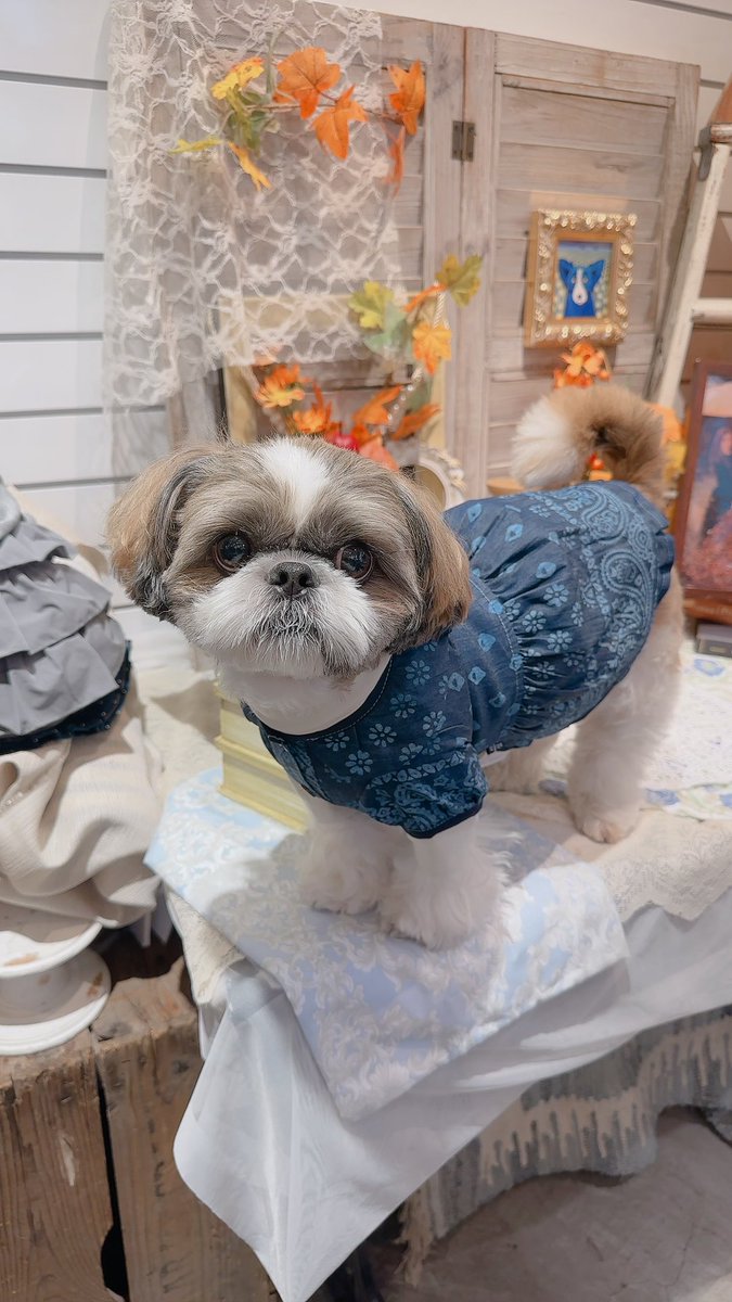 chris49891's tweet photo. モデルのご褒美は大好きなチーズ🐾
#シーズー #shihtzu
#asknowas #asknowasdewan
#snobbishbabies https://t.co/NAN66wjkCz