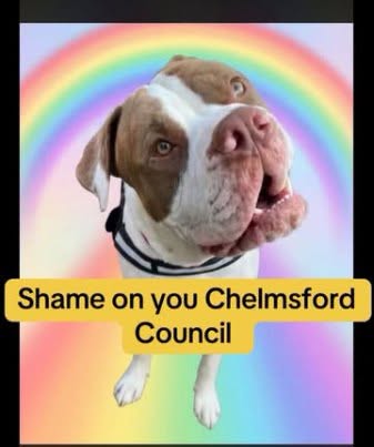 AdoptionsUk's tweet photo. Please retweet, Frank, killed by Chelmsford Council Pound, friendly deaf dog, received no assessment, killed after one day in their 'care'. #Chelmsford #Essex #UK 
'This is Frank a Beautiful deaf boy, he was handed in to the council as a stray and ONE day later the DLO deemed him type, no assessment, no mandatory seven day hold, NO care for this deaf boy just lethal injection and a life taken 💔💔💔
So we ask Chelmsford council to account for why this boys life was not worth saving, is this normal policy for the council to take a innocent and by all accounts very friendly social dog and kill them.
If you are a resident of Chelmsford and find a stray, know that the DLO, the dog warden could potentially kill that dog without even trying to find their owners like they appear to have done to frank.
Dog Warden contact:
Phone: 01245 606606 — ask for “Dog Wardens”
The service is also available out of hours.
Council: Chelmsford City Council'
30 Sept 2026
Original post
https://t.co/JBJ8iQKjsX

@ChelmsCouncil @scanme_tukslaw @Tukslaw_scanme @daisys_voice @APDAWG1 @KatieAmess @AndrewRosindell #dogs #Frank #RIP @rickygervais @JaneFallon @clarebalding @MetroUK @ConservativeAWF @PeterEgan6 @AnimalAid @liamgallagher @Jan_Leeming #England #London #UK #animalcruelty @GMB @GBNEWS @PatrickChristys @NickDixonITV @domdyer70 @itvnews @BBCNews  #Essex @missgemcollins #Loughton #Epping