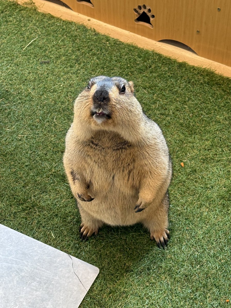 sakichi_0322's tweet photo. お🥬や🥕つ🍠‼️
ぼくにくれるに決まってるよね？✨👀

#マモテラス
#エピ https://t.co/Wn1vrNOcMR