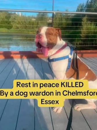 AdoptionsUk's tweet photo. Please retweet, Frank, killed by Chelmsford Council Pound, friendly deaf dog, received no assessment, killed after one day in their 'care'. #Chelmsford #Essex #UK 
'This is Frank a Beautiful deaf boy, he was handed in to the council as a stray and ONE day later the DLO deemed him type, no assessment, no mandatory seven day hold, NO care for this deaf boy just lethal injection and a life taken 💔💔💔
So we ask Chelmsford council to account for why this boys life was not worth saving, is this normal policy for the council to take a innocent and by all accounts very friendly social dog and kill them.
If you are a resident of Chelmsford and find a stray, know that the DLO, the dog warden could potentially kill that dog without even trying to find their owners like they appear to have done to frank.
Dog Warden contact:
Phone: 01245 606606 — ask for “Dog Wardens”
The service is also available out of hours.
Council: Chelmsford City Council'
30 Sept 2026
Original post
https://t.co/JBJ8iQKjsX

@ChelmsCouncil @scanme_tukslaw @Tukslaw_scanme @daisys_voice @APDAWG1 @KatieAmess @AndrewRosindell #dogs #Frank #RIP @rickygervais @JaneFallon @clarebalding @MetroUK @ConservativeAWF @PeterEgan6 @AnimalAid @liamgallagher @Jan_Leeming #England #London #UK #animalcruelty @GMB @GBNEWS @PatrickChristys @NickDixonITV @domdyer70 @itvnews @BBCNews  #Essex @missgemcollins #Loughton #Epping