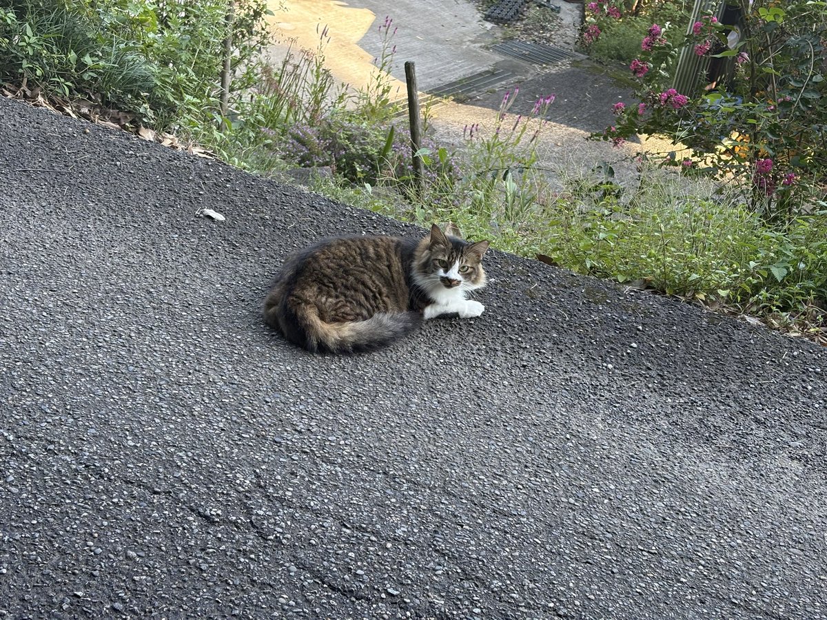 kai_yuzuki's tweet photo. 宿で自転車借りてたから、半家の沈下橋まで行ってみたよーさすがに足パンパンやw

そして沈下橋近くに可愛いモデルさんがおった🐈 https://t.co/26iQGhT1v5