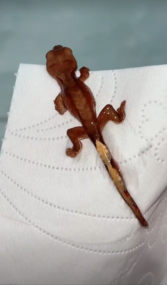 DarkKingfn3m's tweet photo. Look, a little egg slipped under the table by mistake—wait, no, that’s a bottom-dwelling lizard! Stop trying to sneak into my room, you tiny fellow! https://t.co/4PmW4Y0WGH