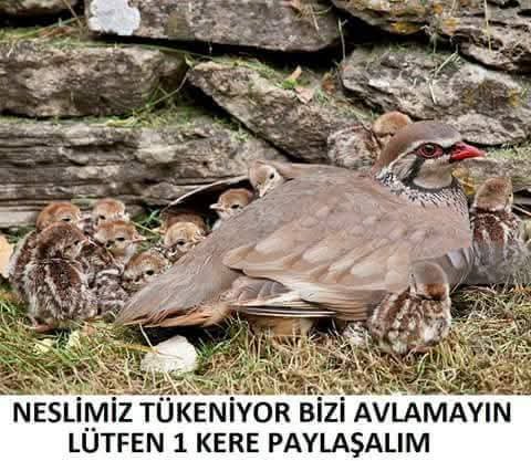 Marmaraincisi's tweet photo. Avcılık cinayettir.. https://t.co/MPDeMnPKVz