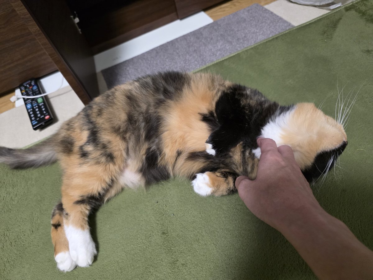 shinsenryoku's tweet photo. 少し肌寒くなってきたのでちょっとだけホカペを(●´ω｀●)
姐さんにはホカペが効果覿面だ( ・`д・´)ｷﾘｯ https://t.co/BVlCu3qGgD