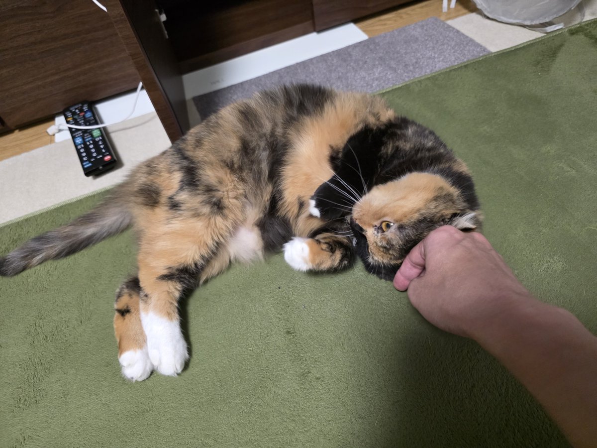shinsenryoku's tweet photo. 少し肌寒くなってきたのでちょっとだけホカペを(●´ω｀●)
姐さんにはホカペが効果覿面だ( ・`д・´)ｷﾘｯ https://t.co/BVlCu3qGgD