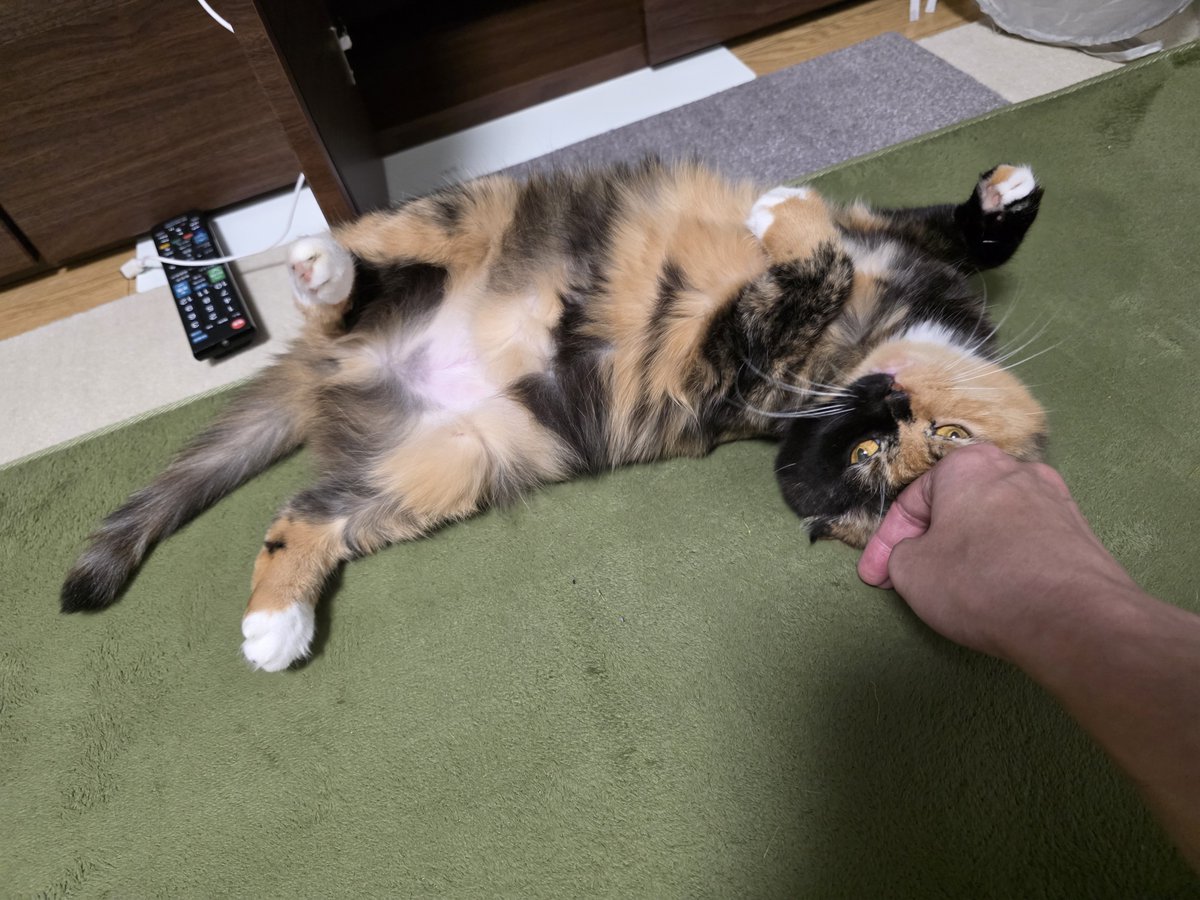 shinsenryoku's tweet photo. 少し肌寒くなってきたのでちょっとだけホカペを(●´ω｀●)
姐さんにはホカペが効果覿面だ( ・`д・´)ｷﾘｯ https://t.co/BVlCu3qGgD