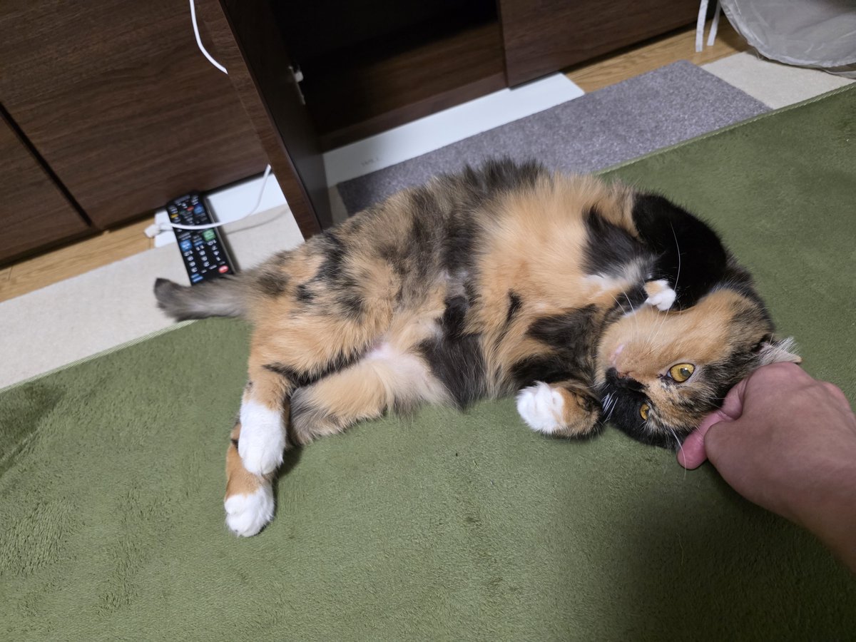shinsenryoku's tweet photo. 少し肌寒くなってきたのでちょっとだけホカペを(●´ω｀●)
姐さんにはホカペが効果覿面だ( ・`д・´)ｷﾘｯ https://t.co/BVlCu3qGgD