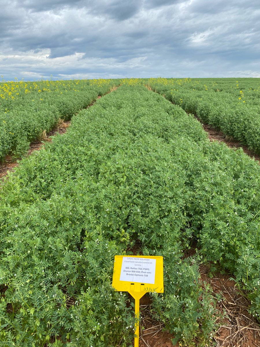 _Emily_Chambers's tweet photo. Great trial by @bensmith213 yesterday on managing vol CL canola in lentils using multiple herbicide timings and MOAs.

A robust pre-em + PSPE strategy did the heavy lifting. Post-em Brodal was the icing on top, not something to rely on solely.

@WeedSmartAU @MidNorthHRZ @theGRDC https://t.co/dzfYNvdU7v