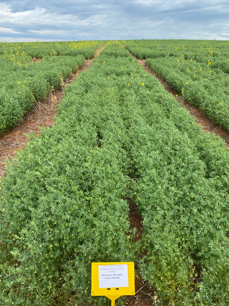 _Emily_Chambers's tweet photo. Great trial by @bensmith213 yesterday on managing vol CL canola in lentils using multiple herbicide timings and MOAs.

A robust pre-em + PSPE strategy did the heavy lifting. Post-em Brodal was the icing on top, not something to rely on solely.

@WeedSmartAU @MidNorthHRZ @theGRDC https://t.co/dzfYNvdU7v