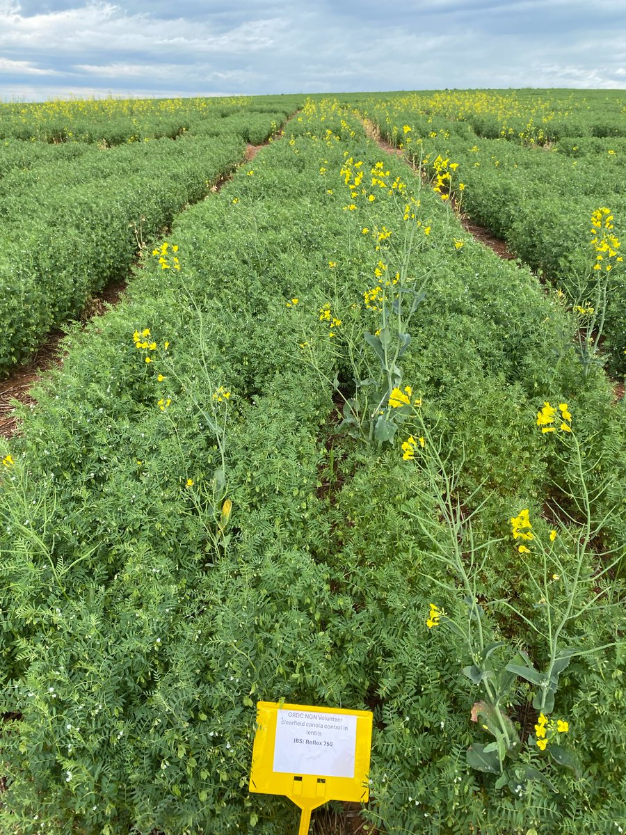 _Emily_Chambers's tweet photo. Great trial by @bensmith213 yesterday on managing vol CL canola in lentils using multiple herbicide timings and MOAs.

A robust pre-em + PSPE strategy did the heavy lifting. Post-em Brodal was the icing on top, not something to rely on solely.

@WeedSmartAU @MidNorthHRZ @theGRDC https://t.co/dzfYNvdU7v
