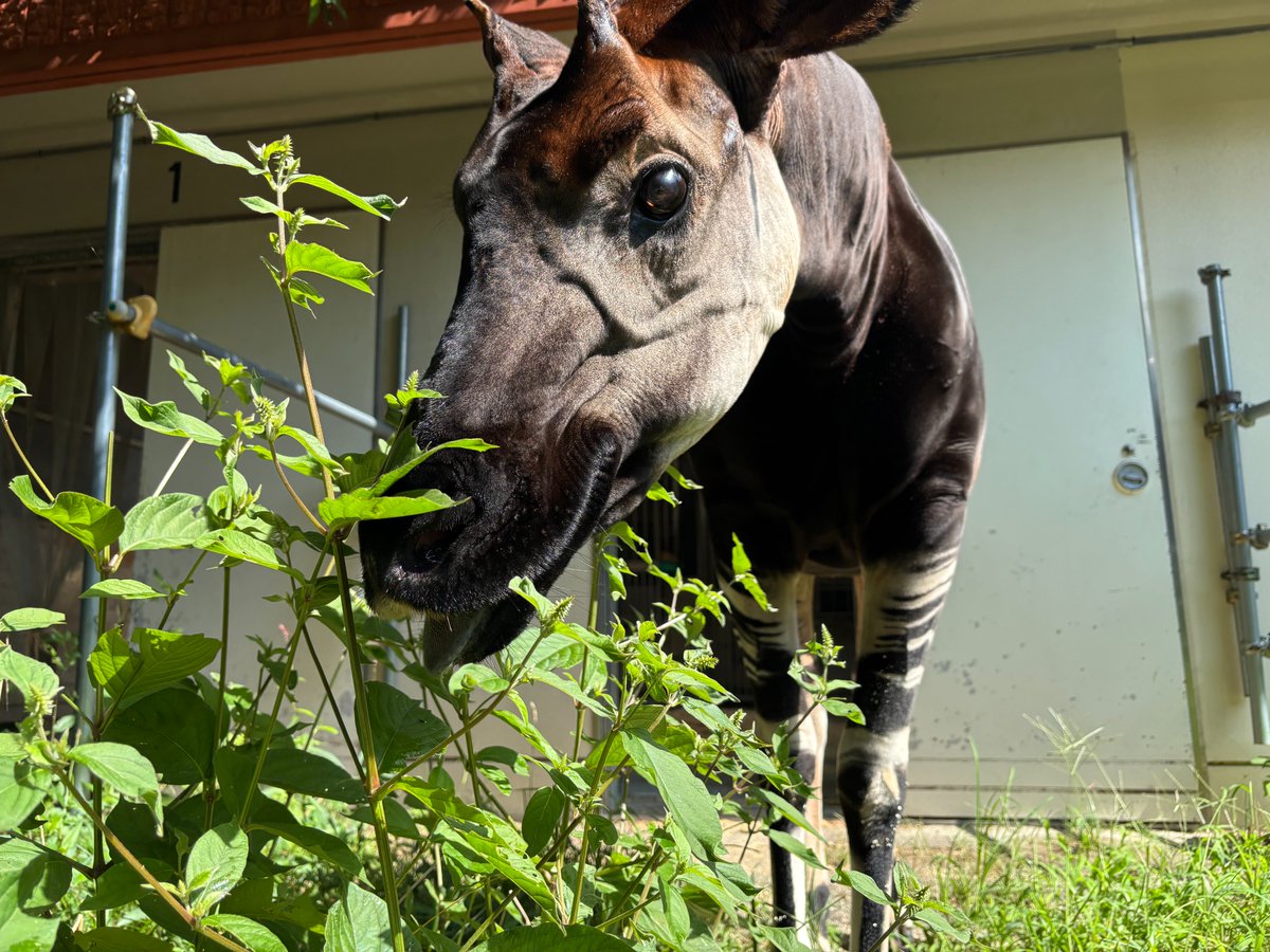kanazawazoo317's tweet photo. ズーラシアでオカピの赤ちゃん誕生🎂✨
金沢動物園にいるオカピ「キィァンガ」のひ孫ですよ。おめでとう！ https://t.co/dq76w8uwWf
