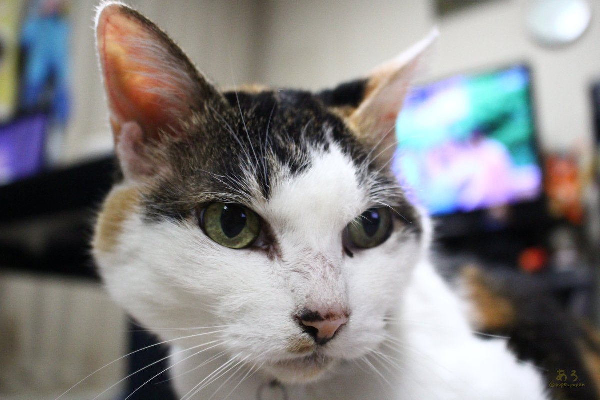 pope_popen's tweet photo. やっとお休みにゃ
のんびりするのにゃ🐱😌

#猫 #三毛猫 https://t.co/4ZtuLV1MuU