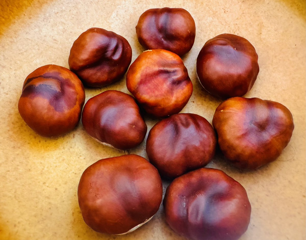 JamesMelville's tweet photo. Even as a middle aged bloke, I still love finding these little beauties in the garden.

🌰🌰🌰🌰🌰🌰🌰 https://t.co/wITsYiQYZc