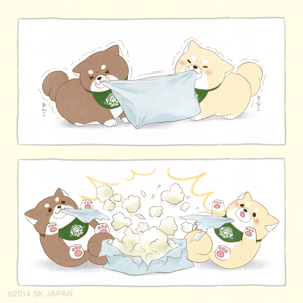 c_mochishiba's tweet photo. うぅ゛ーっ 
きなこが ごしゅじんに もっていくのーっ
はーなーしてーっ　わぁっ！
(きなこ🐾)

#忠犬もちしば https://t.co/ywTQw0V3Ck