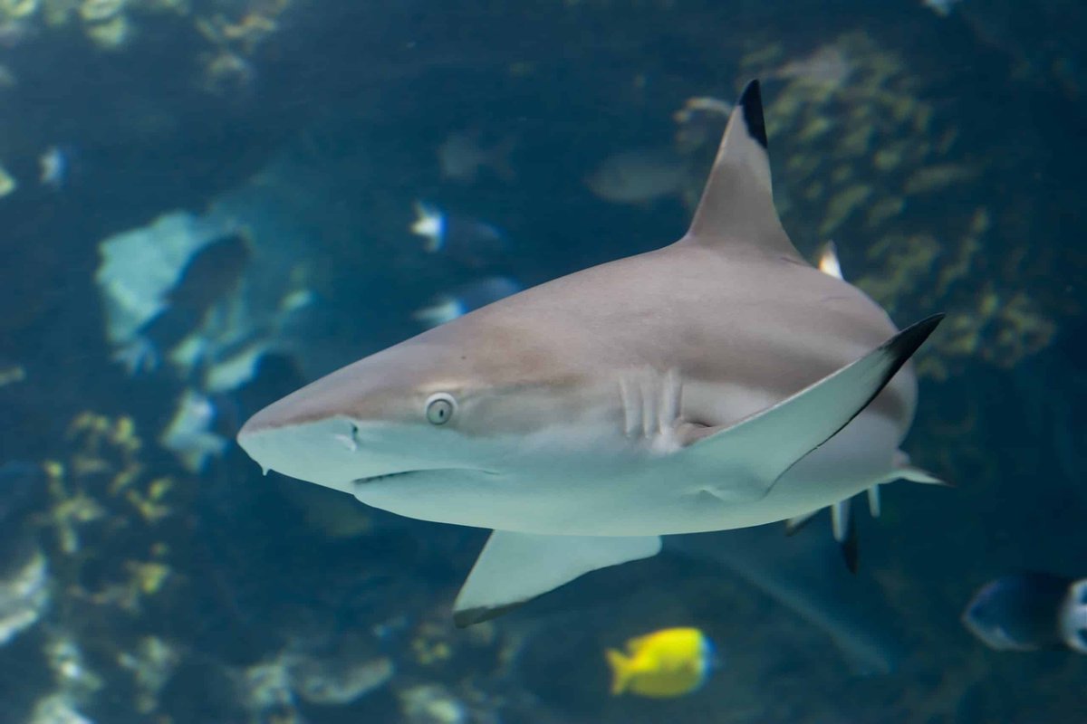 sergie_sharke's tweet photo. Happy SHARKTOBER!!!! https://t.co/l4X0Q7Nemh