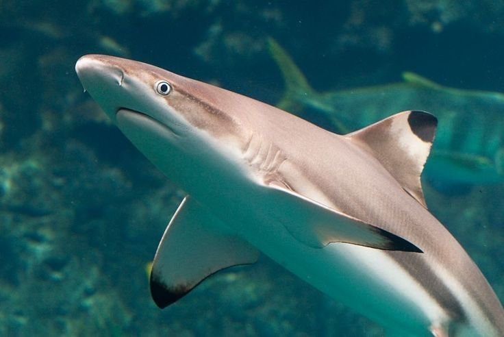 sergie_sharke's tweet photo. Happy SHARKTOBER!!!! https://t.co/l4X0Q7Nemh
