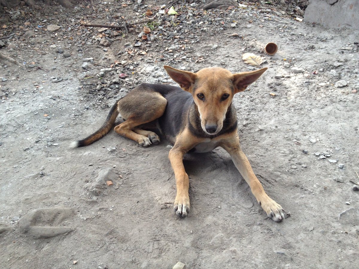 t51047's tweet photo. 【名前がわからない】

発展途上国にいる謎の犬 https://t.co/08vKZCEbGI