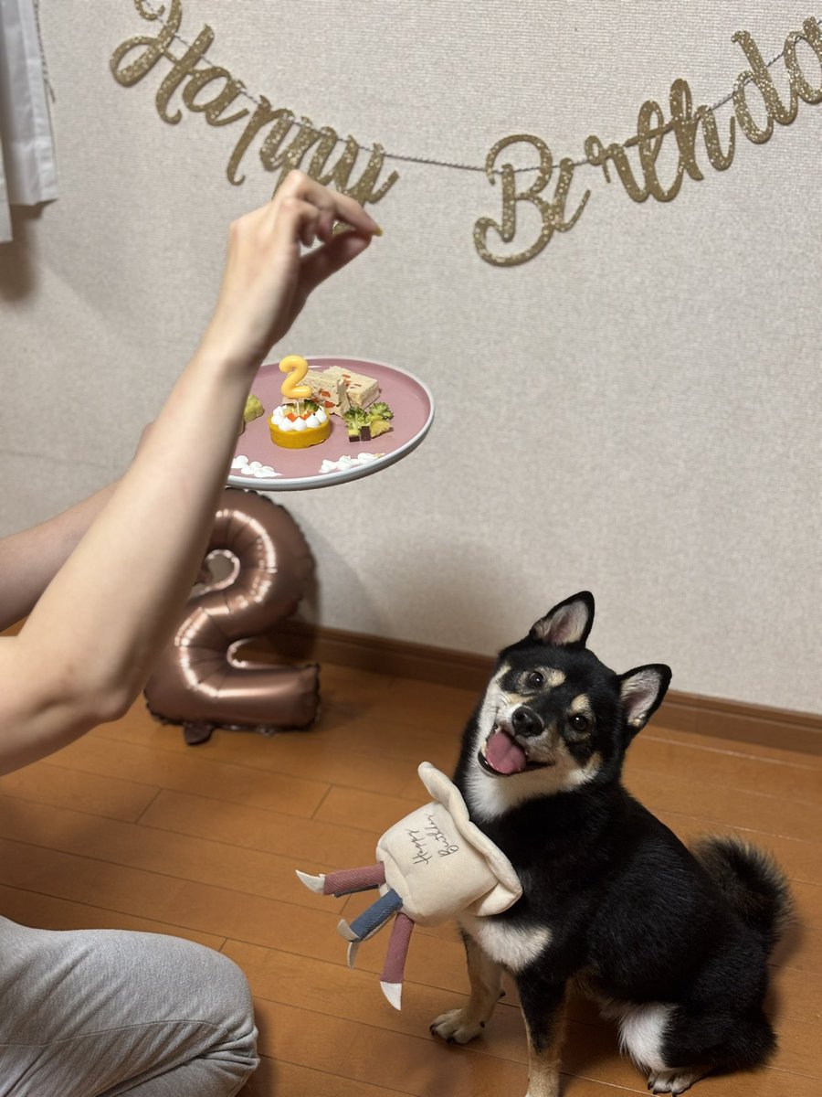 okoge_kawaii_i's tweet photo. おこげ2歳の誕生日おめでとう！✨
ママ頑張ってお誕生日プレート作りました！
興奮し過ぎて帽子被ってくれないから前掛けになった😂✨ https://t.co/2dKcy3J2jy