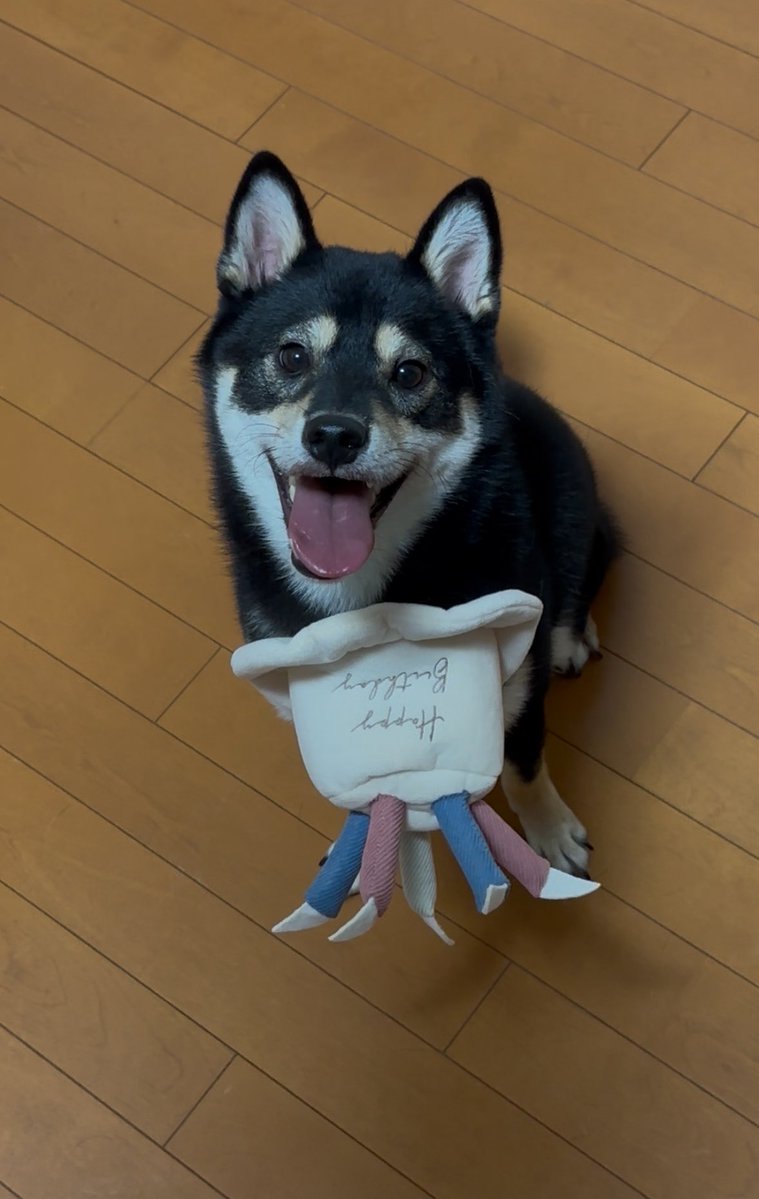 okoge_kawaii_i's tweet photo. おこげ2歳の誕生日おめでとう！✨
ママ頑張ってお誕生日プレート作りました！
興奮し過ぎて帽子被ってくれないから前掛けになった😂✨ https://t.co/2dKcy3J2jy
