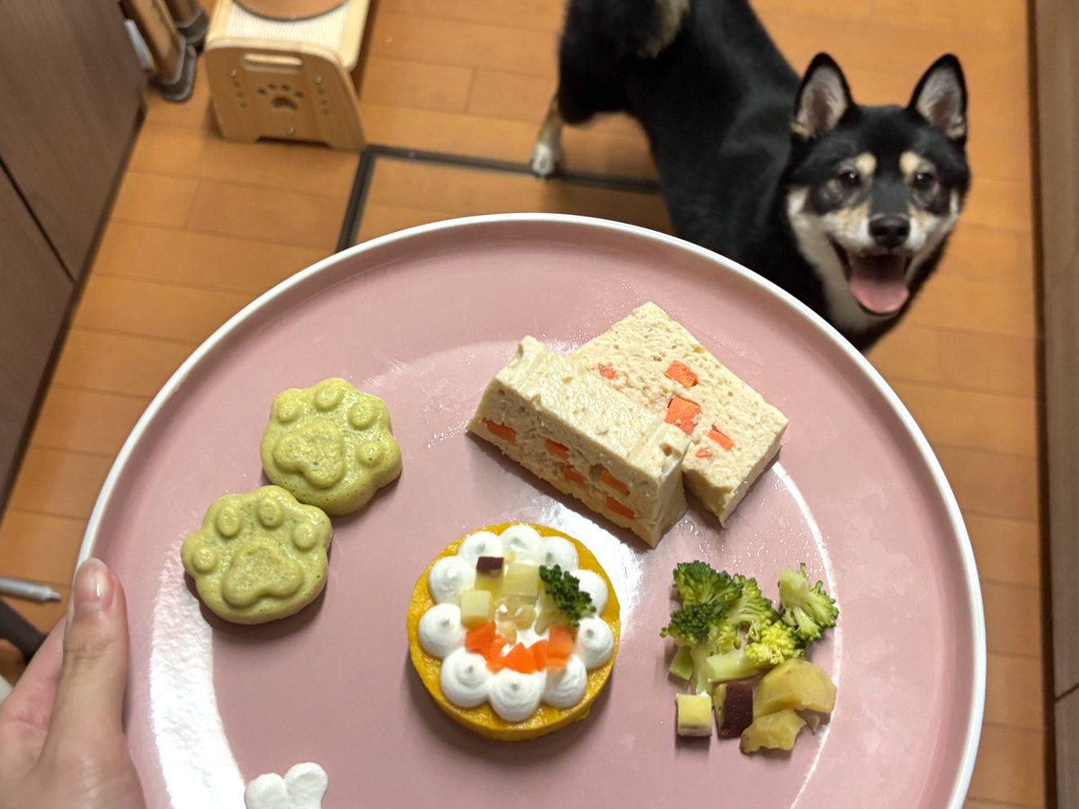 okoge_kawaii_i's tweet photo. おこげ2歳の誕生日おめでとう！✨
ママ頑張ってお誕生日プレート作りました！
興奮し過ぎて帽子被ってくれないから前掛けになった😂✨ https://t.co/2dKcy3J2jy