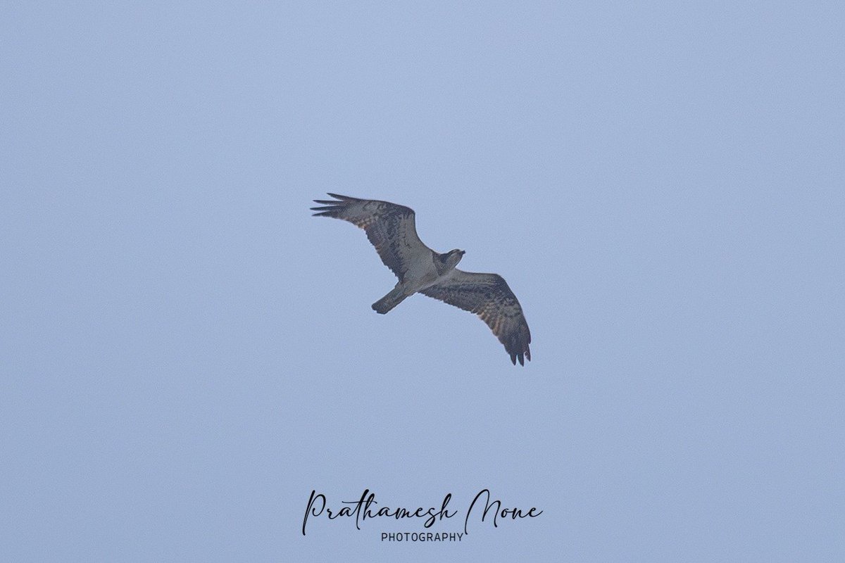 OldWonk's tweet photo. Birders Prathamesh Mone, Chinmay Kale, &amp; Tanishq Garade have documented the first photo record of an Osprey (Pandion haliaetus) flying over #VetalTekdi today.

This large sized bird of prey usually prefers rivers, marine waterways and lakes as a habitat.

https://t.co/1x4FmQOHCg https://t.co/iyAQaUa7CQ