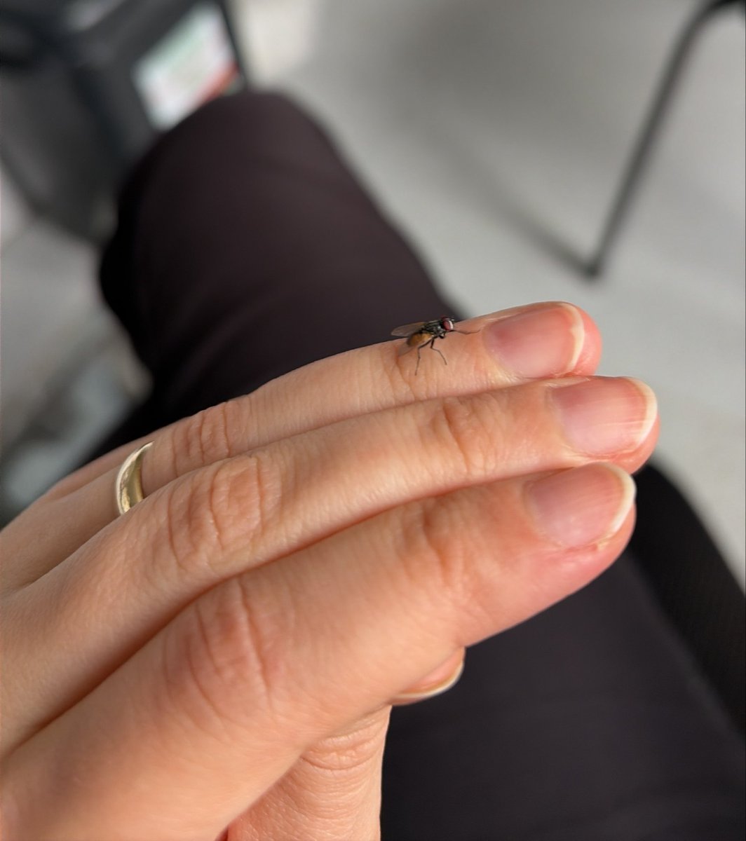 pearlyglow_'s tweet photo. çayıma düştü kurtardım onu üfffleyerek kanatlarını kuruluyorum sonra yine bana varlığıyla rahatsızlık vermeye devam etcek (toksik ilişki gibi bişi) https://t.co/exoiqcl883