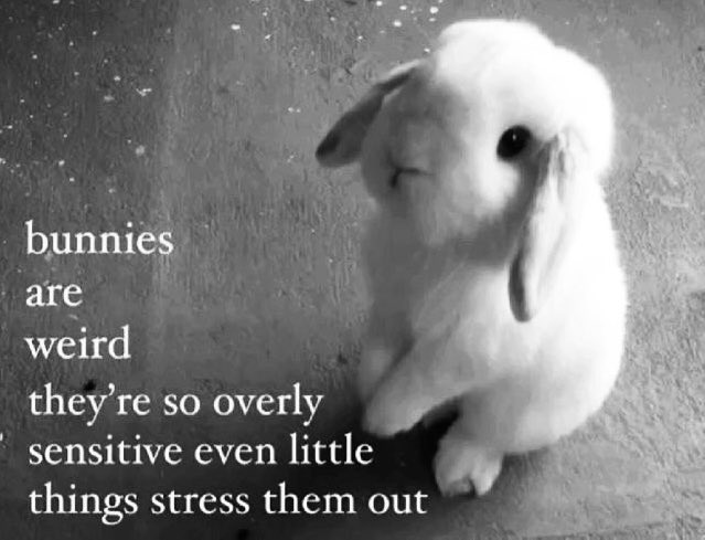 4ngelxbite's tweet photo. im bunny ݁ ˖Ი𐑼⋆ https://t.co/85M0AuBRPO