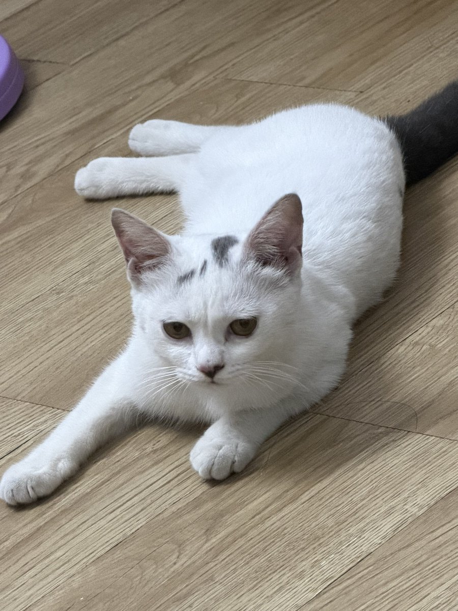 XIAOYUDIANE's tweet photo. 世界上倒数第一可爱的猫 https://t.co/xhjUz2lJQ1