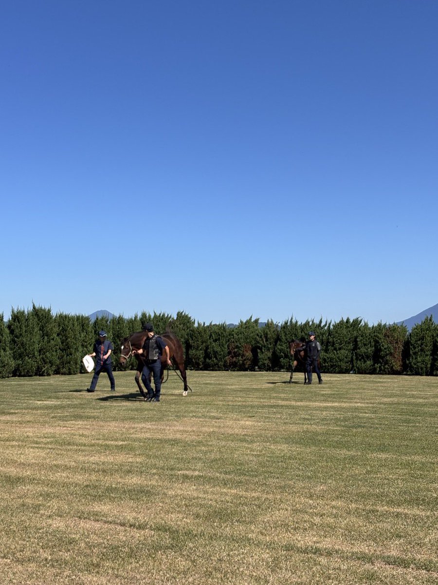 villa_lake's tweet photo. ミックスセールに上場予定の

キャントバイミーラヴ26
アルミラ26
ボクノナオミ26

の、ページができております。

セールが近くなりましたら、1頭ずつご紹介させていただきます。
ブラックタイプと一緒に公開されております、動画、写真の撮影の時、離乳したちびっこ達にはドーベル姐さんが付き添いました。
アルミラ26 、ボクミ26はチームドーベルです。

リードホースがいるだけで安心感がありますが、動画の時は一緒に歩く方が良いのか、前後のどちらにいた方がいいのか、1頭1頭性格が違うので、そこに合わせてお仕事してもらっています。
毎年お願いしているのでお手のものです👏

画像1.
アルミラ26 のチャームポイントの大きな瞳👀✨

画像2.
ボクノナオミ26&アルミラ26

画像3.4.
ドーベル姐さんの後ろを歩くアルミラ26 
前に先生がいると、集中してくれるタイプでした🙆‍♀️
（逆に焦って追いかけてしまうタイプは後ろを歩いてもらったりします）