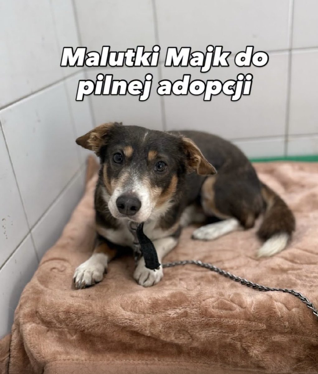 mal_land_'s tweet photo. 3-LETNI MAJK POTRZEBUJE SPOKOJNEGO DOMU! 💔🐾
Odebrany interwencyjcyjnie w lipcu 2025 roku z bardzo złych warunków, Majk panicznie boi się ludzi. Uczy się odwagi dzięki innym psom i powoli przekonuje się do człowieka. 
📞 533 663 652 https://t.co/xg4MzUNjKi
