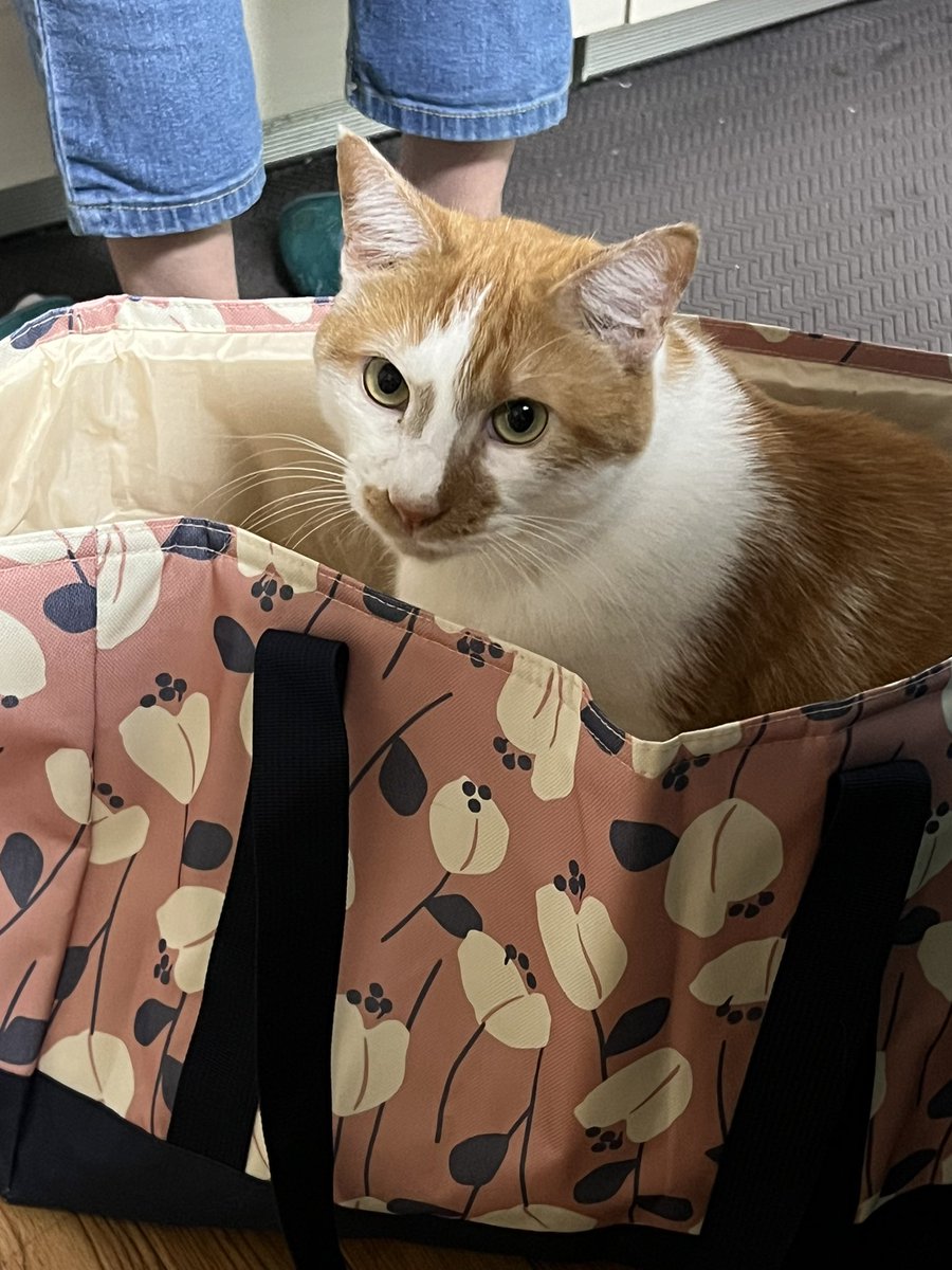 amiamiharinezu's tweet photo. AIでめちゃめちゃかわいいイラスト出来てしまった🐱 https://t.co/LVMf1YPHTX