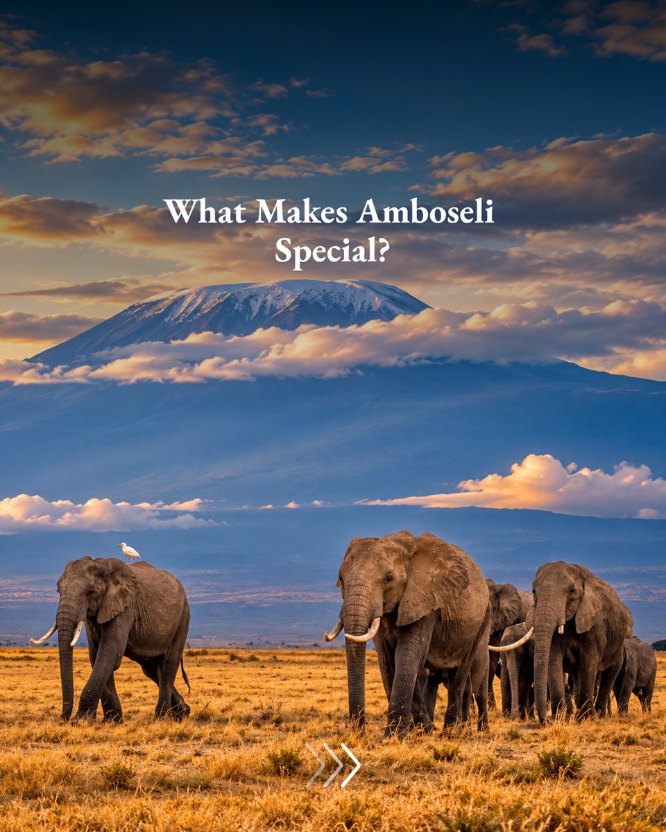 AwardSafaris's tweet photo. Discover the Magic of Amboseli 🇰

From iconic elephants to breathtaking views of Mount Kilimanjaro, Amboseli offers a safari experience shaped by wildlife and wide-open landscapes.

See Kenya from a different perspective with Award Tours &amp; Safaris.

#AwardToursSafaris #Amboseli https://t.co/KqHlncKvqn
