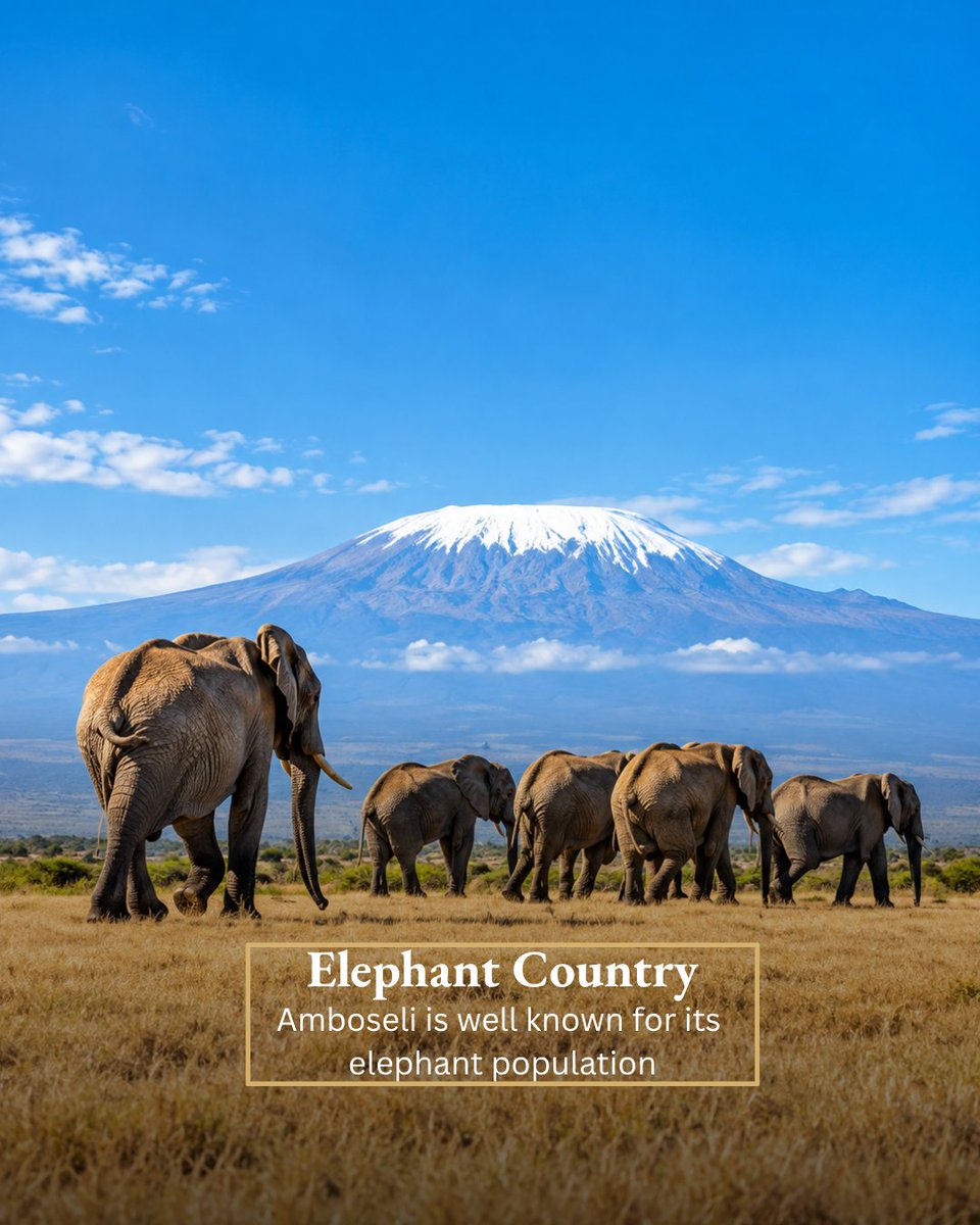 AwardSafaris's tweet photo. Discover the Magic of Amboseli 🇰

From iconic elephants to breathtaking views of Mount Kilimanjaro, Amboseli offers a safari experience shaped by wildlife and wide-open landscapes.

See Kenya from a different perspective with Award Tours &amp; Safaris.

#AwardToursSafaris #Amboseli https://t.co/KqHlncKvqn