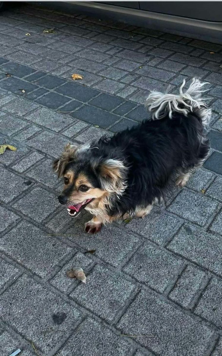mal_land_'s tweet photo. SOS! TYLKO 2 TYGODNIE – MALUTKA SUNIA SZUKA DOMU!🚨
Zagrożona trafieniem do schroniska sunia ma zaledwie dwa tygodnie na ratunek. To spokojna, ułożona i przemiła istotka, która bardzo źle znosi pobyt w przechowalni, ok. 5 lat, ok. 6–7 kg
📍Województwo świętokrzyskie
📞699 854 287 https://t.co/AOReNh5NLl