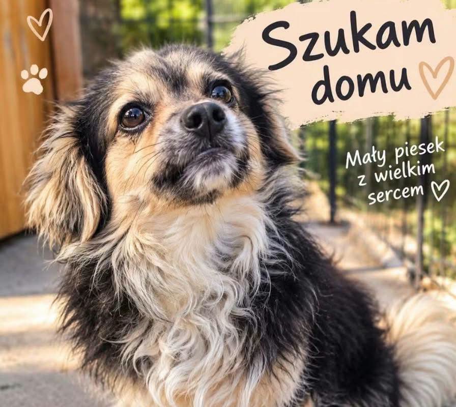 mal_land_'s tweet photo. SOS! TYLKO 2 TYGODNIE – MALUTKA SUNIA SZUKA DOMU!🚨
Zagrożona trafieniem do schroniska sunia ma zaledwie dwa tygodnie na ratunek. To spokojna, ułożona i przemiła istotka, która bardzo źle znosi pobyt w przechowalni, ok. 5 lat, ok. 6–7 kg
📍Województwo świętokrzyskie
📞699 854 287 https://t.co/AOReNh5NLl