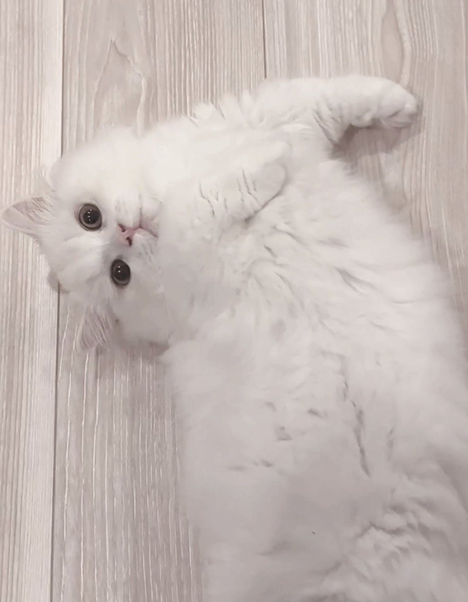 RBT_sng's tweet photo. 確実に俺たちを見てるニコ🐱skrr
https://t.co/W57chVjmap
投稿しましたჱ̒՞ ̳ᴗ ̫ ᴗ ̳՞꒱ https://t.co/fFY8N92uOL