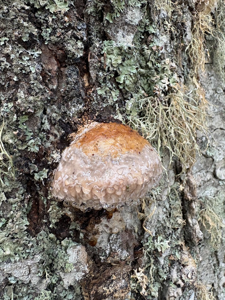 Julainoo's tweet photo. @Magdale45152669 @Hackman_Nce A wiesz może co takiego dziwnego spotkałem na drzewie w górach na Bałkanach? Wyglądało jakby wydzielało jakiś płyn, to raczej nie była zgromadzona rosa. https://t.co/cn5SLQkP71
