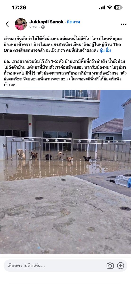 malimalineee's tweet photo. เจ้าของยืนยัน ว่าไม่��ด้ทิ้งน้องค่ะ แต่ตอนนี้ไม่มีทีไป ใครที่ไหนรับดูแลน้องหมาชั่วคราว บ้างไหมคะ สงสารน้อง มีหมาติดอยู่ในหมู่บ้าน The One ตรงสี่แยกบางคล้า ฉะเชิงเทรา คนนี้เป็นเจ้าของค่ะ อุ๋ม อิ๋ม

ปล. เราอยากช่วยนับไว้ ถ้า 1-2 ตัว บ้านเรามีพื้นที่กว้างก็จริง น้ำยังท่วมไม่ถึงตัวบ้าน แต่หมาที่บ้านตัวเราค่อนข้างเยอะ หากรับน้องหมาในรูปมาทั้งหมดจะไม่มีที่ไว้ กลัวน้องจะทะเลาะกับหมาที่บ้าน หากต้องขังกรง กลัวน้องเครียด จึงขอช่วยพี่เขากระจายข่าว ใครพอจะมีพื้นที่ให้น้องพักพิงบ้างคะ