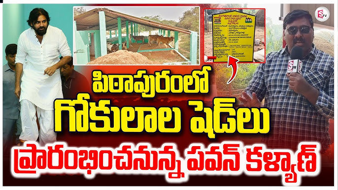 JSPWorks's tweet photo. 3)🐄 Mini Gokulams

22,000 more sheds in Palle Panduga 3.0 with 30,000+ already built. Let the dairy farmer speak on video in the local dialect.

A) Chief’s name on the shed, not on a banner (follow local protocol guidelines too) and Paint a small board on the occupied shed: “Palle Panduga mini Gokulam, Pawan Kalyan village push ✅With year
✅Panchayat.

One board per cluster, not a cutout at the junction. People pass the shed every day.

B) List in the Gram SabhaMandal 

Our Local JSP leader reads two lists
✅Sheds finished and 
✅Dairy houses still waiting. The waiting list is what makes the claim believable. 

C)Dairy cooperative hour

Fix one morning at the milk collection point. JSP Cadre/Leader do not speak first instead Two farmers who got sheds speak. Then the leader says the next batch under Palle Panduga 3.0 will be taken from the names written that day. Then 
✅Collect name, 
Animal count, and 
✅whether they have a site. 

That register is the “personal initiative” proof.