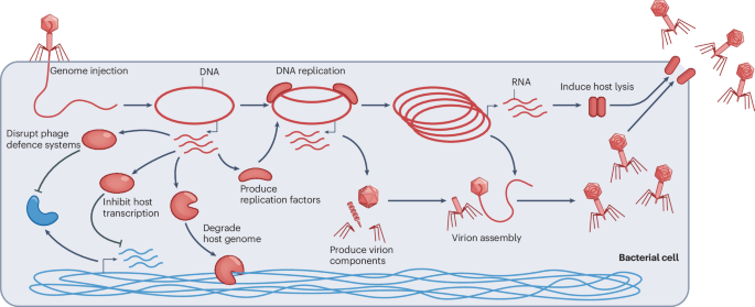 NatureRevMicro's tweet photo. New online! How bacterial immune systems sense phage infection dlvr.​it/TVlBZc https://t.co/3FQijONoRG