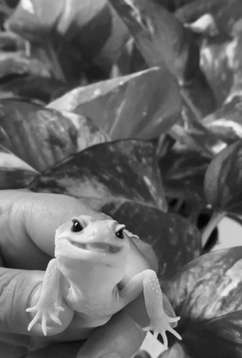 SINNEROATH's tweet photo. ⚲ 𝐓𝐞𝐛𝐞𝐭 𝐄𝐜𝐨 𝐏𝐚𝐫𝐤, 𝐉𝐊𝐓
Friday, 2 October | 𝟏𝟔.𝟎𝟓 𝐖𝐈𝐁

(TW // Gecko)

Never seen Arthur this happy before, and I wonder if it’s because I took him on our little picnic agenda, or because he got to meet Kak Liora again. 👎🏻 https://t.co/ZTWlcAHssp