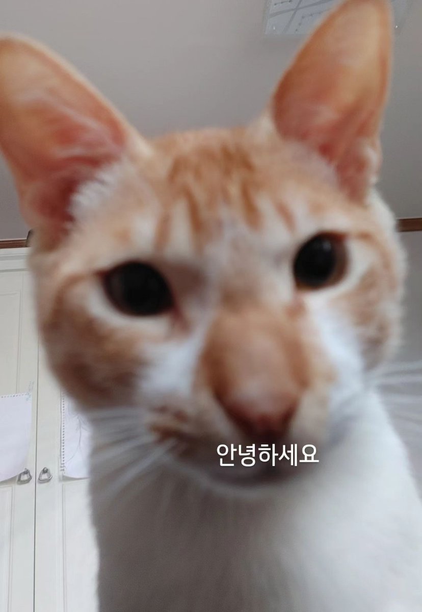 chkzax's tweet photo. @lucx886 제가 키우는 고양이예요 https://t.co/nl5B6OrpDg
