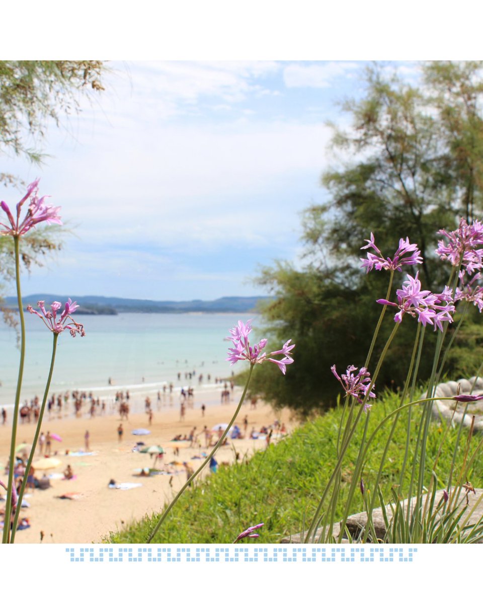 TurismoSDR's tweet photo. Pasear junto al mar y contemplar las playas más famosas de Santander.

Así se disfruta de El Sardinero, uno de los lugares más emblemáticos de la ciudad. 

#Santander #TurismoSantander #SantanderEnamora #Cantabria #ElSardinero #VisitSantander #SantanderDestino #Naturaleza https://t.co/kgg62EinFR