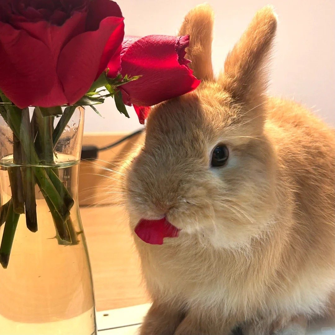 ShouldHaveRabit's tweet photo. A little taste of romance. https://t.co/tefIOP40ES