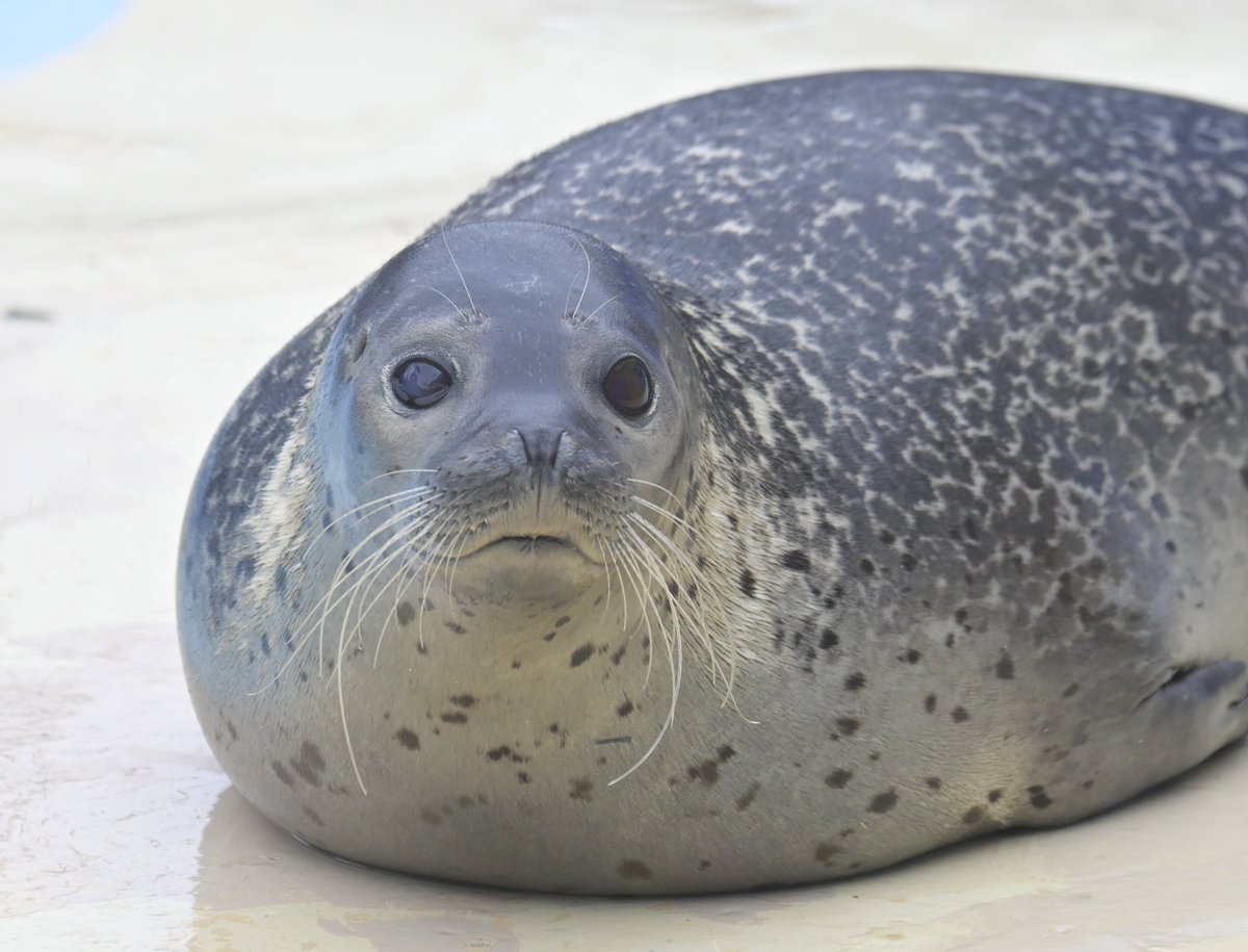 chikuwa_0412's tweet photo. カメラ目線はなまる
#東武動物公園
#はなまる
#ゴマフアザラシ https://t.co/mBPQy63WAw